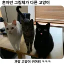 혼자만 그림체가 다른 고양이