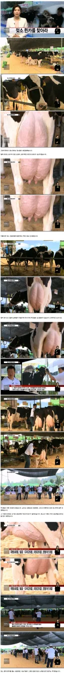 젖소 퀸카를 찾아라