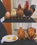너무나도 끔찍한 닭 가족의 최후