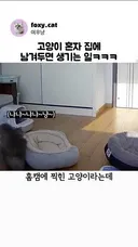고양이 혼자 집에 남겨두면 생기는 일