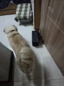 고양이-공포