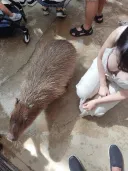카피바라 실제 크기 ㄷㄷㄷ;;
