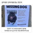 잃어버린 우리 강아지 '공주'를 찾습니다 ㅠㅠㅠ