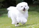 말티즈가 엄마 버린 썰