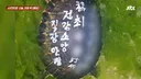 거북이 등에 “최○○ 55세, 직장 안정”…소원 이루려 ‘생태계 교란종’ 푼 남성.news