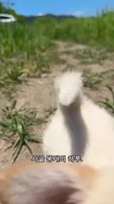 시고르 자브종 의 하루