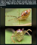 미러볼 거미