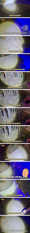 바퀴벌레 때문에 난리 났다는 서울로 7017에 가본 유튜버