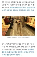이스탄불의 지하철 타는 개