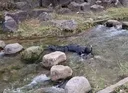 청계천에 등장한 이상한 사람. gif