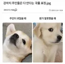 강아지 키워본 사람은 안다는 강아지 표정.jpg