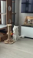 고양이 사진으로 베스트 가고싶다
