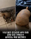 10년동안 콘크리트 바닥 아래 갇혀있던 거북이