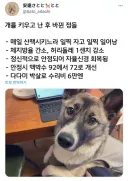 개를 키우고나서 바뀐 내 삶.jpg