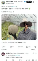 주작으로 욕먹는중인 일본 멜론왕자