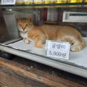 공양미 5,000원...