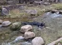 청계천에서 발견된 의문의...(더보기)