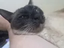 집사 손이 편하고 좋은 고양이