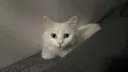 현 시각 우리집 고양이 근황