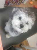 강아지 보고 가라