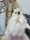 현재 우리집 댕댕이 근황