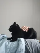 현재 우리집 냥이 근황