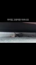 우리집 냥이가 좀 특이하죠