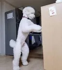 실제로 보면 다들 깜짝깜짝 놀라는 견종