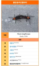 러브버그 본명