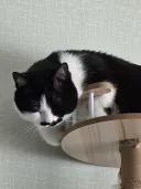 우리집 고양이 왜이러고자냐