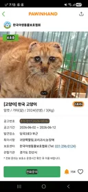 포인핸드에 올라온 귀가 짤린 고양이