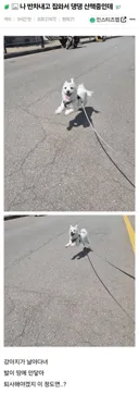 반차 쓰고 집 와서 강아지 산책중인데