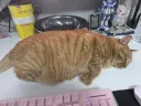못생긴 우리집 돼지