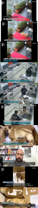 개는 병원이 뭐하는 곳인지 이해할 지능이 있다