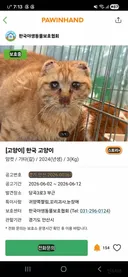 포인핸드에 올라온 귀가 짤린 고양이