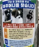 17년전 강아지를 준 아주머니를 찾던 전단지 후기