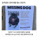 외국과 한국의 공주 강아지