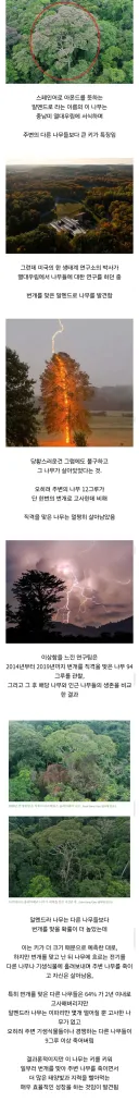 경쟁자를 죽이기 위해 일부러 번개를 맞는 나무