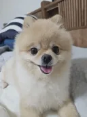 솔직히 우리 집 강쥐 외모 어디서 안꿀림