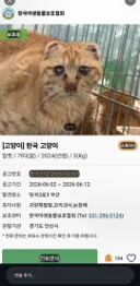 어제 슼 핫게 갔던 귀 잘린 고양이(학대 추정) 자세한 상태.jpg
