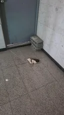 혐) 인류애 개떨어지네요 ㅋㅋ