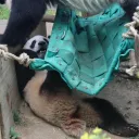 엄마한테 깔리는 푸바오 특