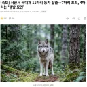 서산서 늑대개 11마리 농가 탈출…7마리 포획, 4마리는 ‘행방 묘연’