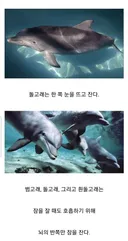 돌고래가 자는 방식