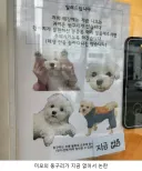 논란이 된 카페에 강아지 데려오는 사장.jpg