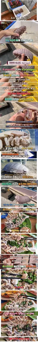 심해 공벌레 요리를 먹어본 유튜버 ㅎㅇㅈㅇ