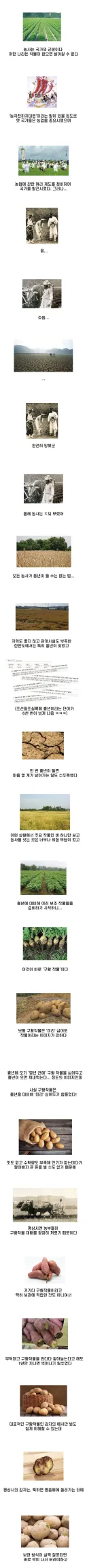 구황작물의 위엄