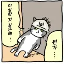 아니 분명 12렙 싱크로몬스터 하나 사뒀던거 같은데..