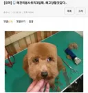애견 미용사 취직 3일째...해고 당할 것 같다..