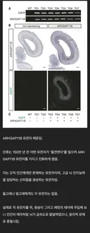 지구에 사는 고등 지적 생명체가 인간 밖에 없는 이유